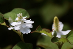 花散歩八重咲きドクダミ２