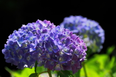 そろそろ主役の季節