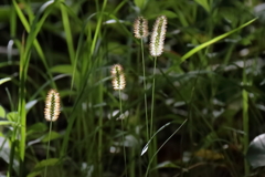 花散歩エノコログサ