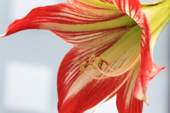 鉢植えアマリリス２