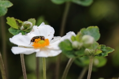 花散歩シュウメイギク2