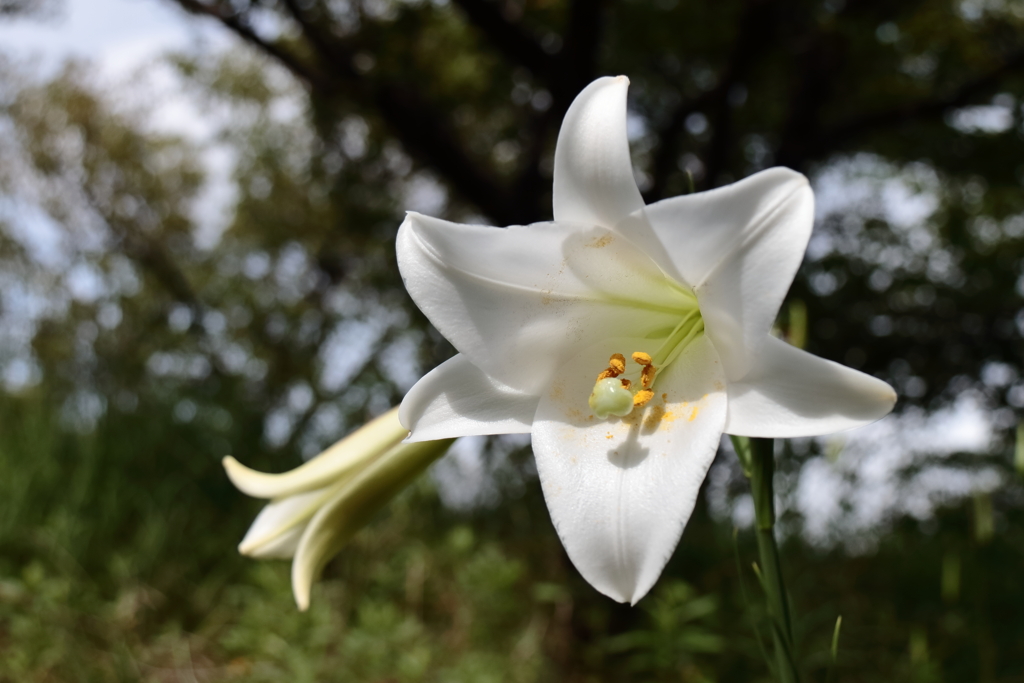 タカサゴユリ咲く頃４