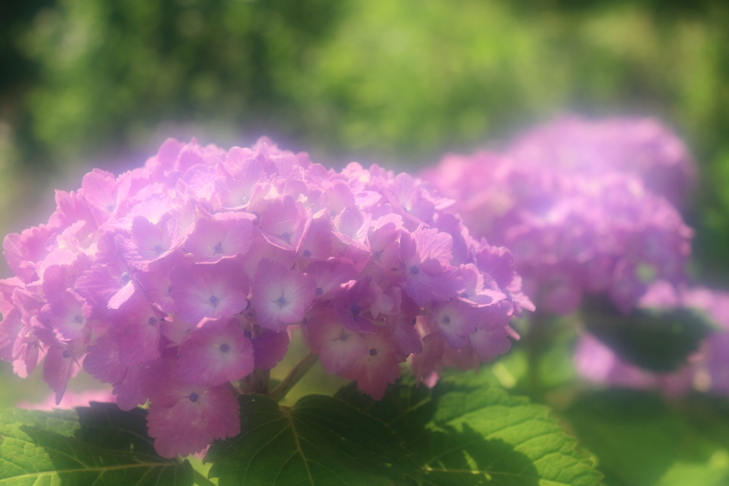 試しのフォギー