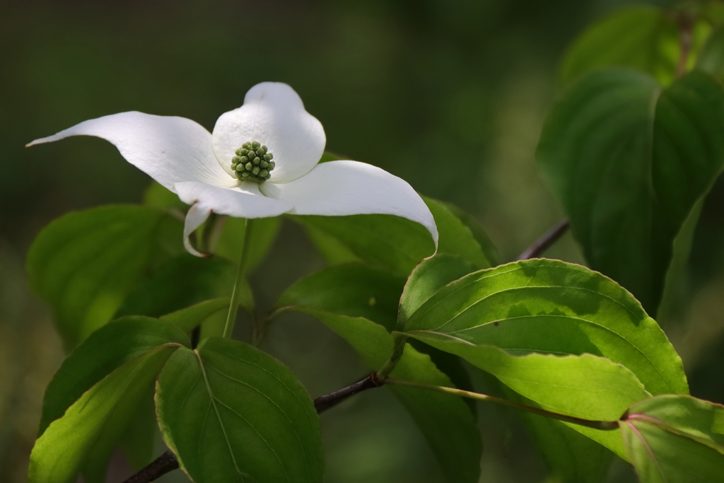 里山散歩山法師３