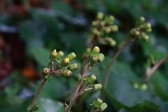 花散歩ツワブキ間近