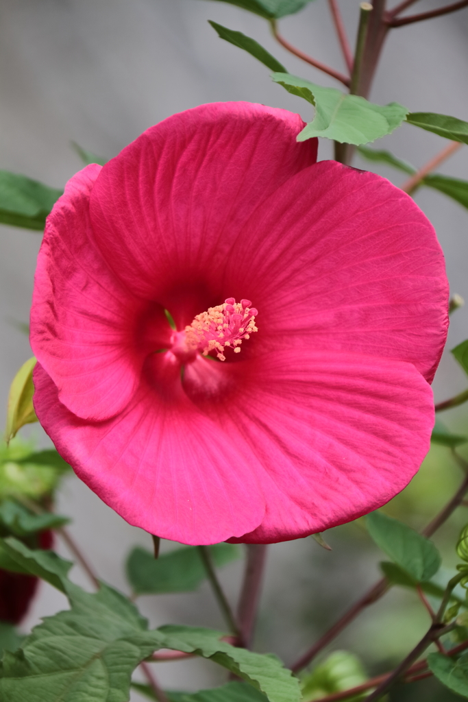 花散歩アメリカフヨウ１