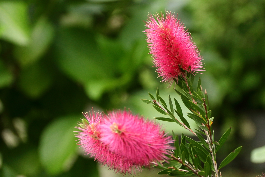 花散歩　ブラシの木