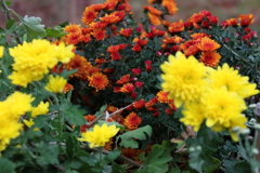 花散歩小菊１