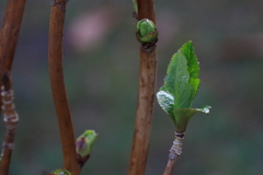 花散歩あじさい若葉２