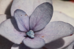 紫陽花いろいろ１