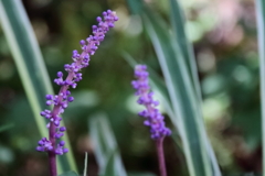 花散歩ヤブラン