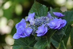 花散歩アジサイ青系２