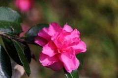 散歩道に咲くサザンカ２