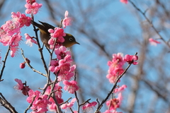 紅梅に遊ぶ２