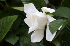 花散歩クチナシ３