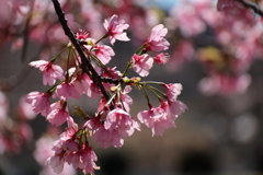 植物園から「おおかんざくら」３