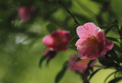 花の歳時記　サザンカ３