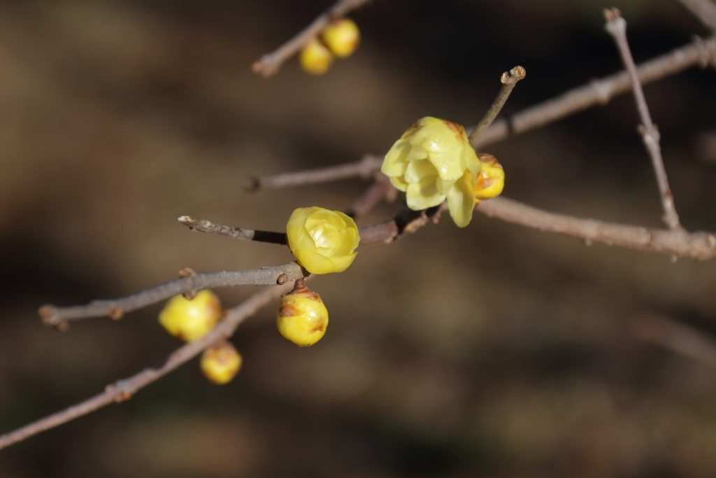 花散歩遅咲きロウバイ１