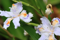 惜春のシャガ１