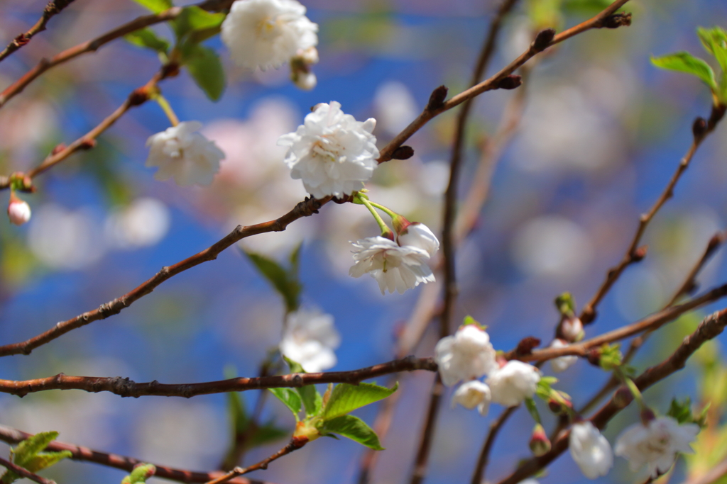 植物園から「こぶくざくら」１