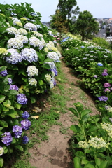 紫陽花の小径