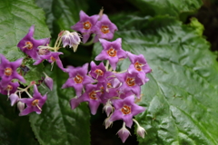 花散歩　イワタバコ