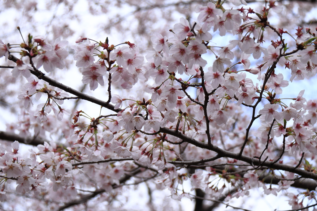 染井吉野満開３