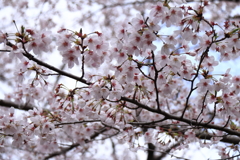 染井吉野満開３