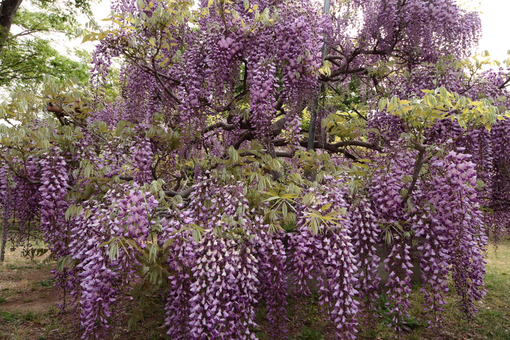 藤の季節９