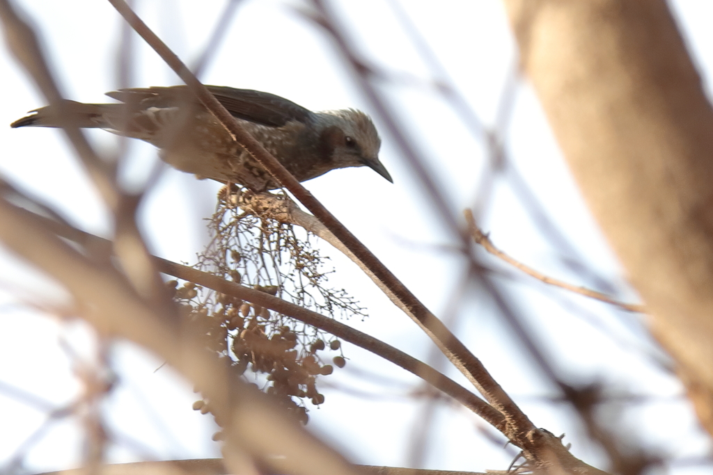 コゲラ現る２（訂正ヒヨドリ）