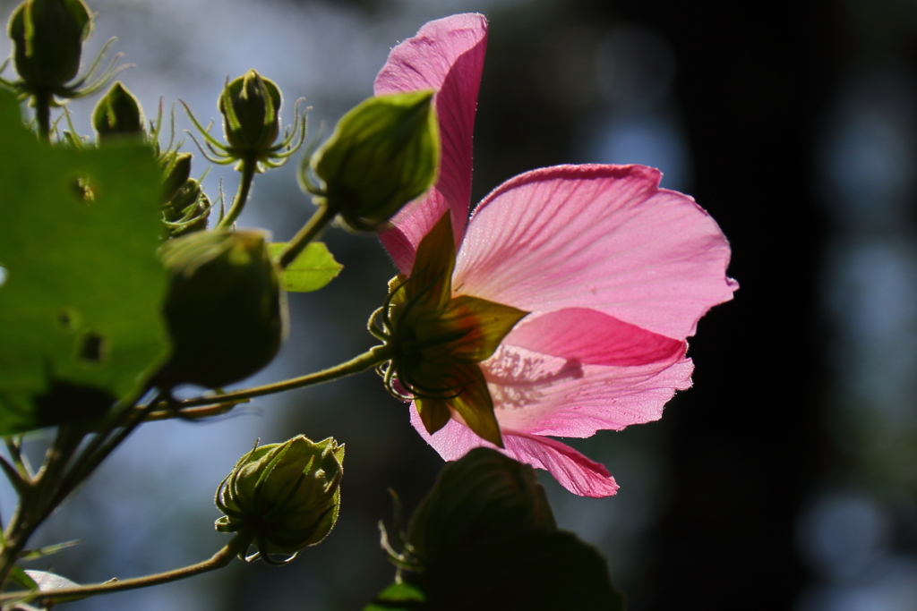 秋の陽浴びる芙蓉３