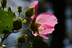 秋の陽浴びる芙蓉３