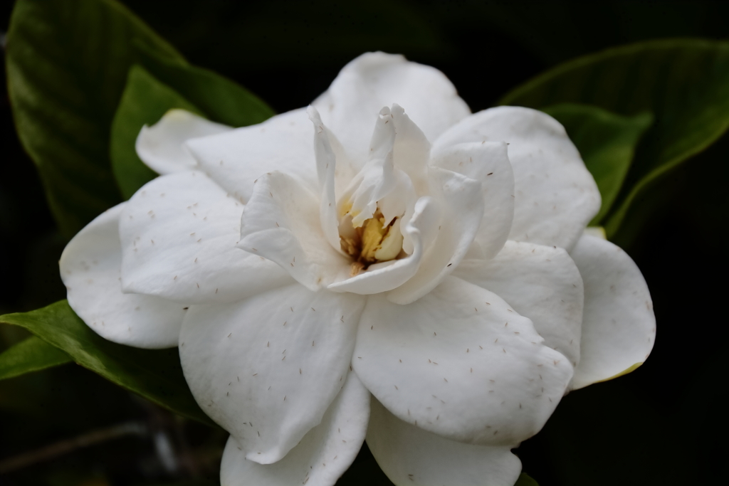 花散歩クチナシ３
