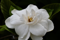 花散歩クチナシ３