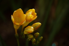 夢見のフリージア