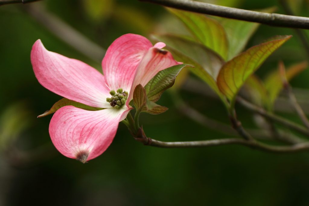 ハナミズキを撮る１