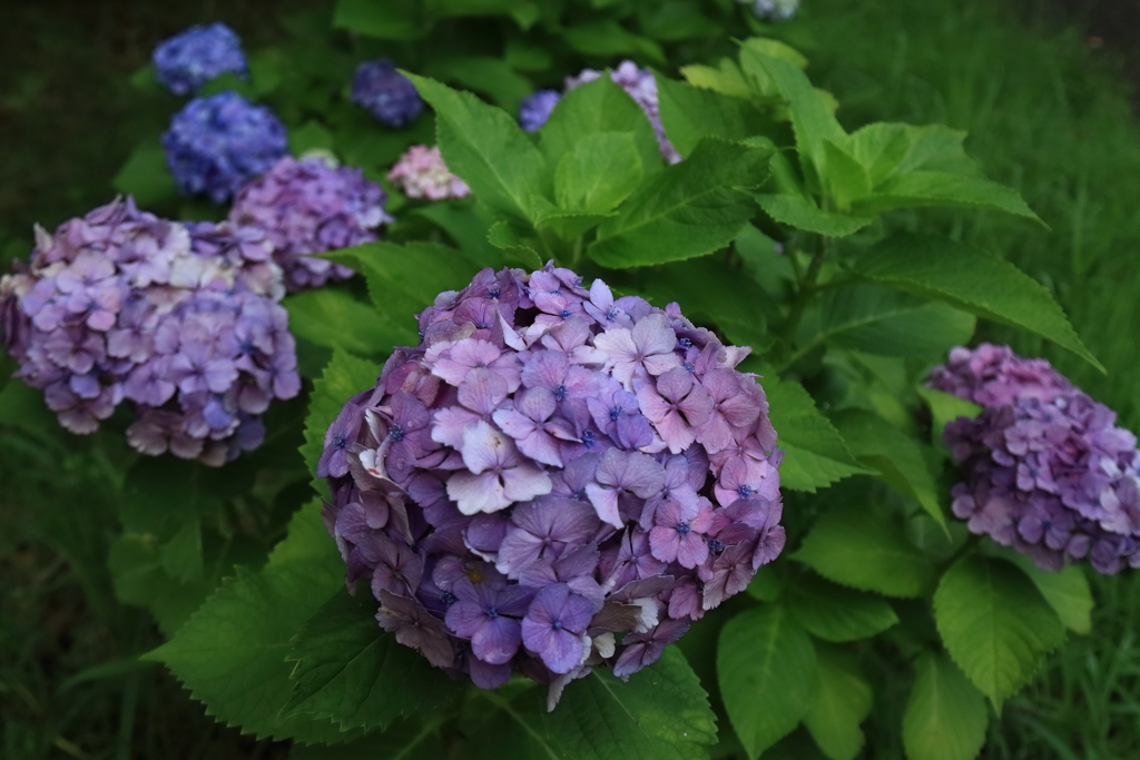 梅雨空あじさい６