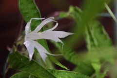 花散歩変化あさがお４