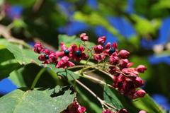 里山の植物クサギの実