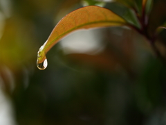 ひと雫