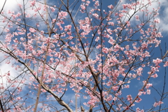 花散歩河津桜４