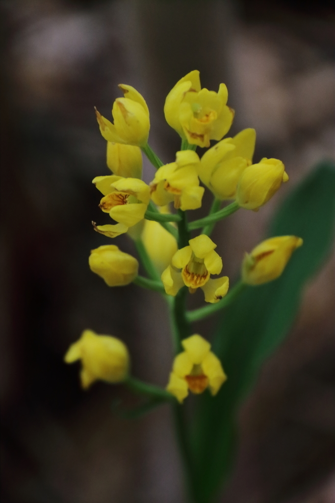 里山の野草キンラン１