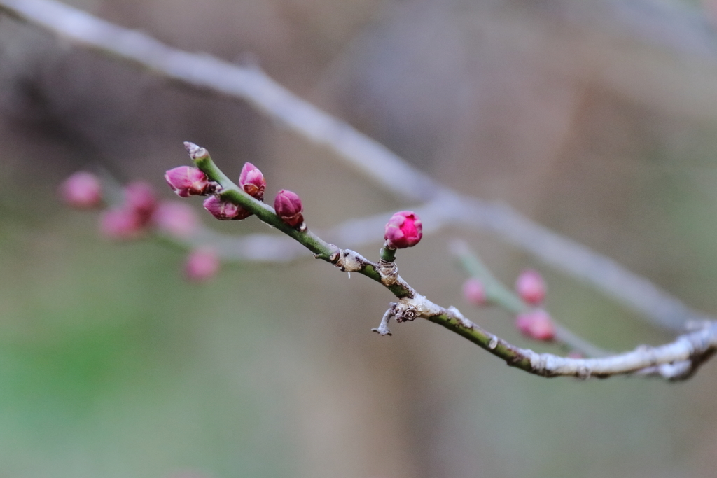 開花間近の紅梅１