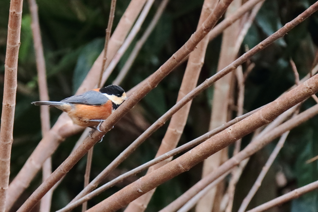 散歩道でヤマガラ１