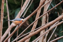 散歩道でヤマガラ１