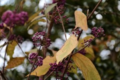 ムラサキシキブの黄葉