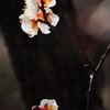 白梅香る