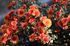 花散歩小菊2