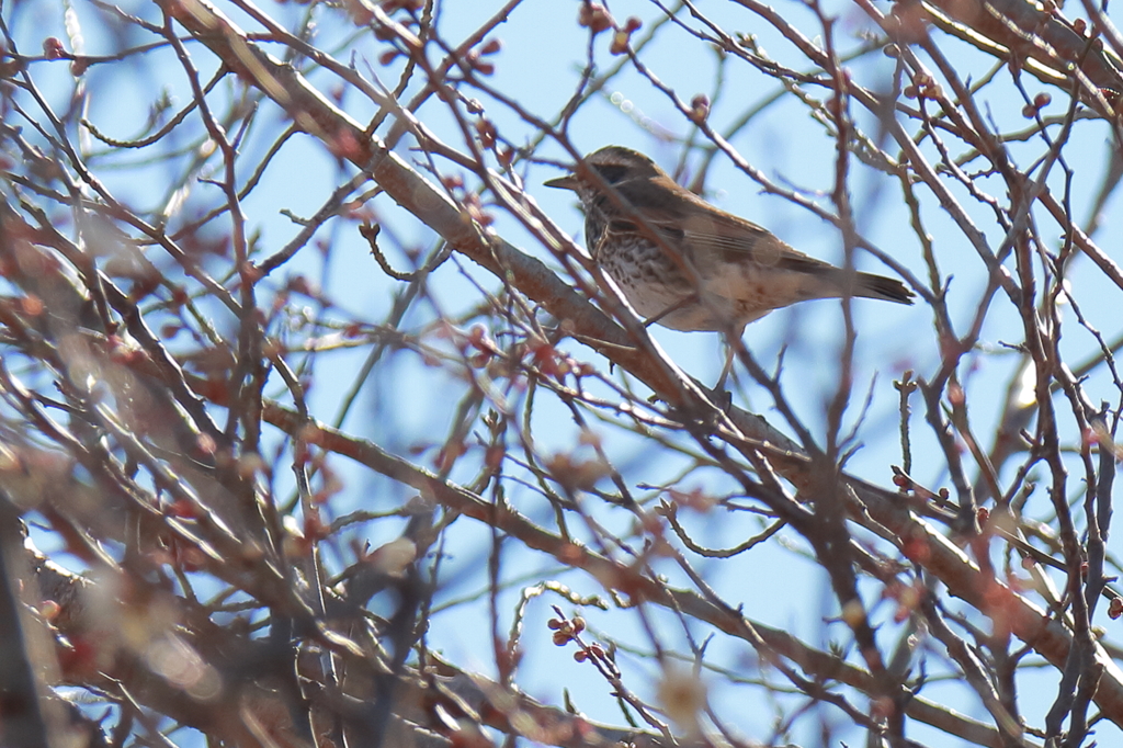 散歩道でツグミ