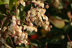 馬酔木咲く頃２